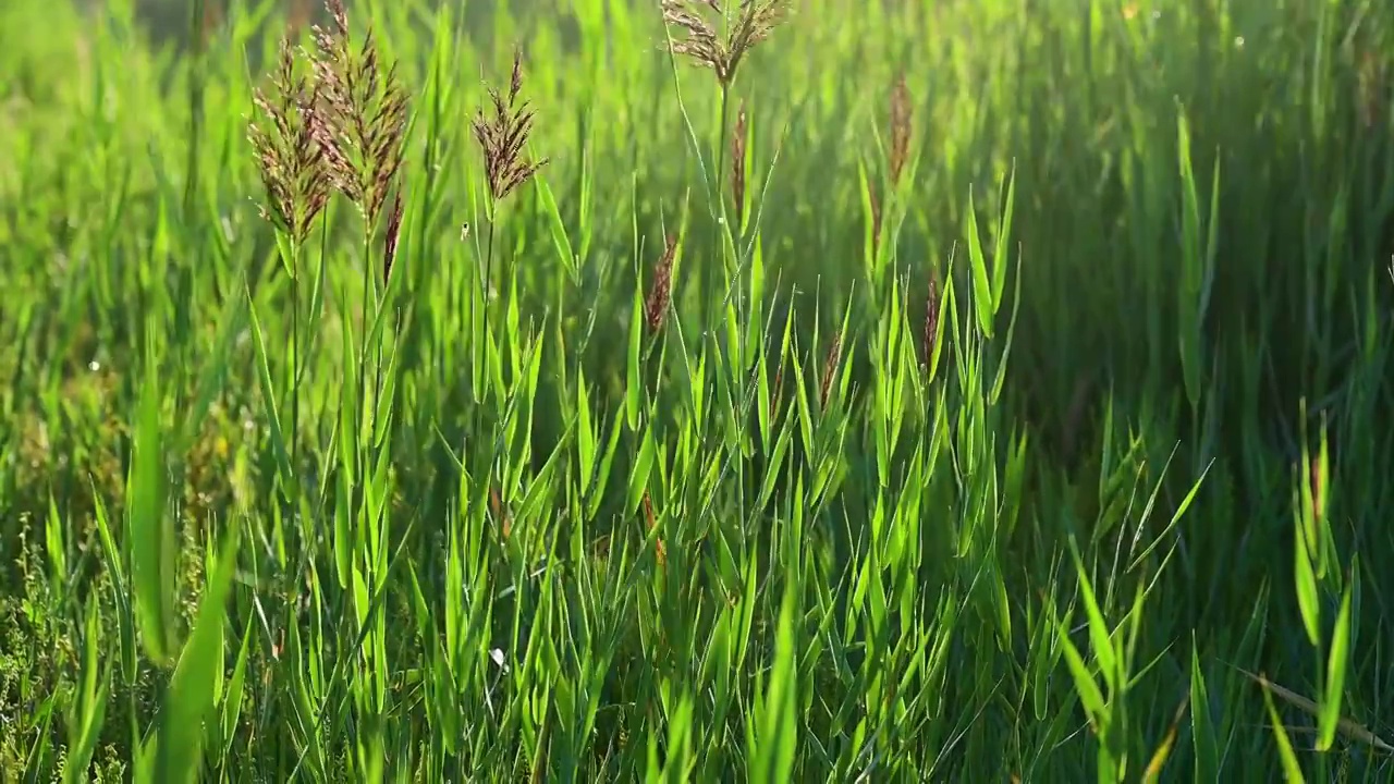 河北张北草原上阳光逆光透过绿草视频素材