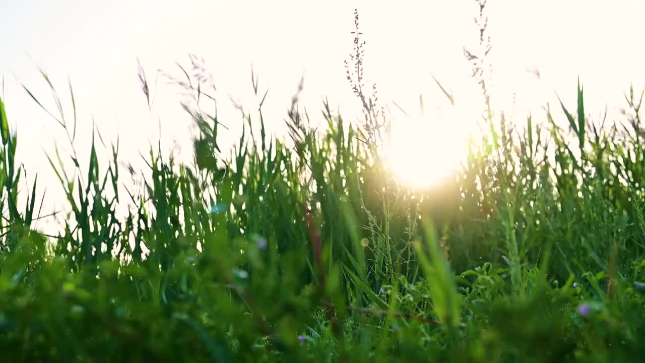 河北张北草原上阳光逆光透过绿草视频素材