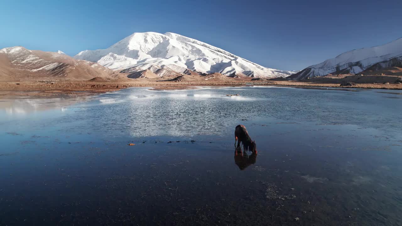 慕士塔格峰雪山下的马视频素材