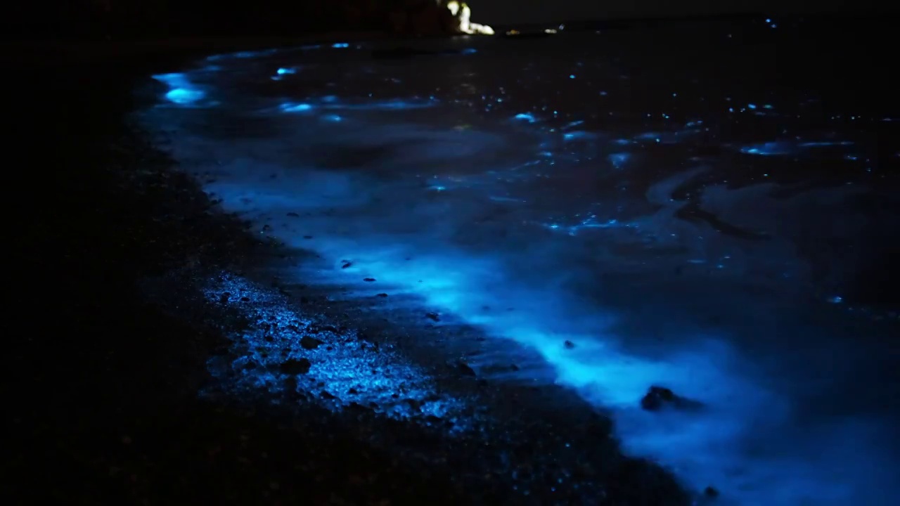 夜晚海边蓝色的海藻被海浪拍打出幽蓝色的光视频素材