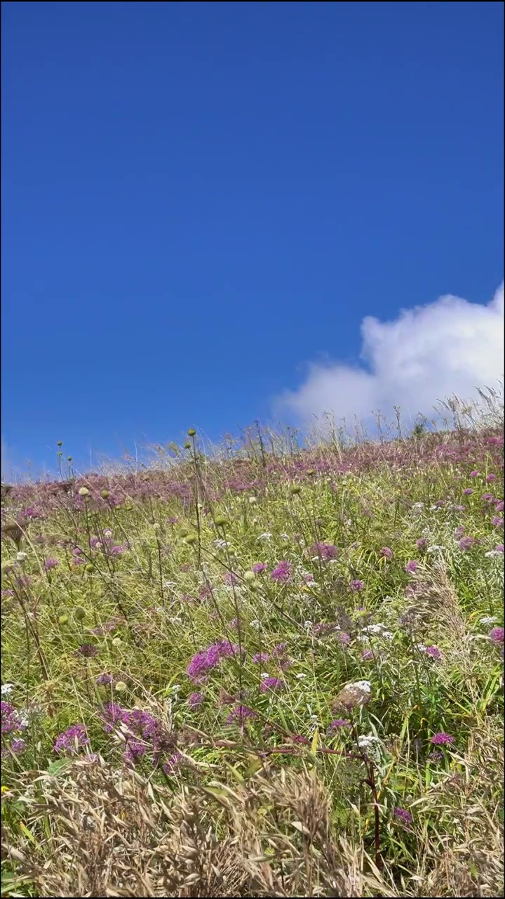 中国贵州省毕节市赫章县国家4A级景区韭菜坪风光视频素材