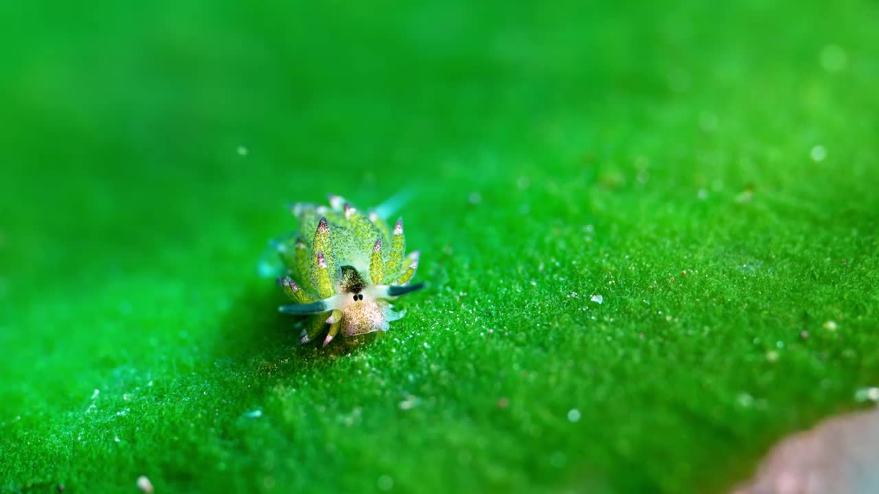 水下摄影海底小生物海蛞蝓绵羊海兔视频下载