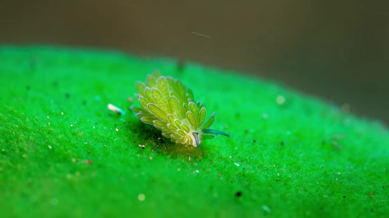 水下摄影海底小生物海蛞蝓绵羊海兔视频素材