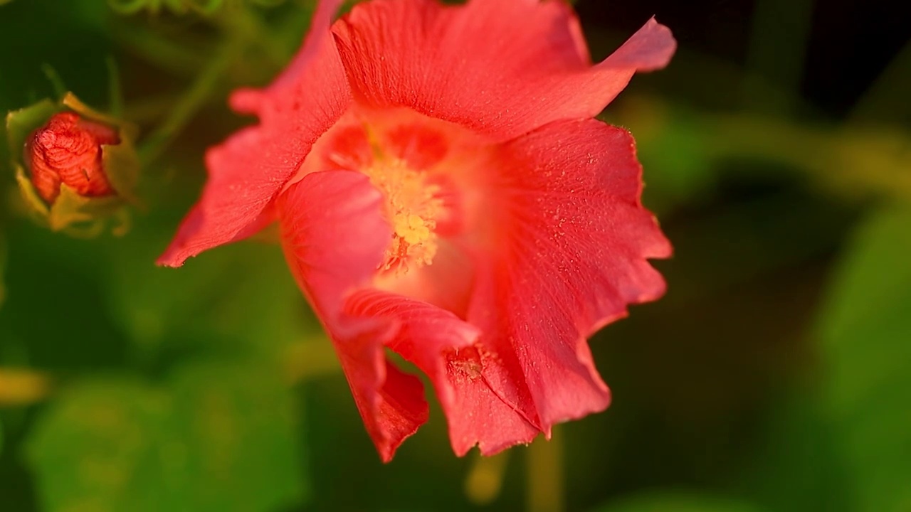 蜜蜂丛木芙蓉花中飞起视频素材