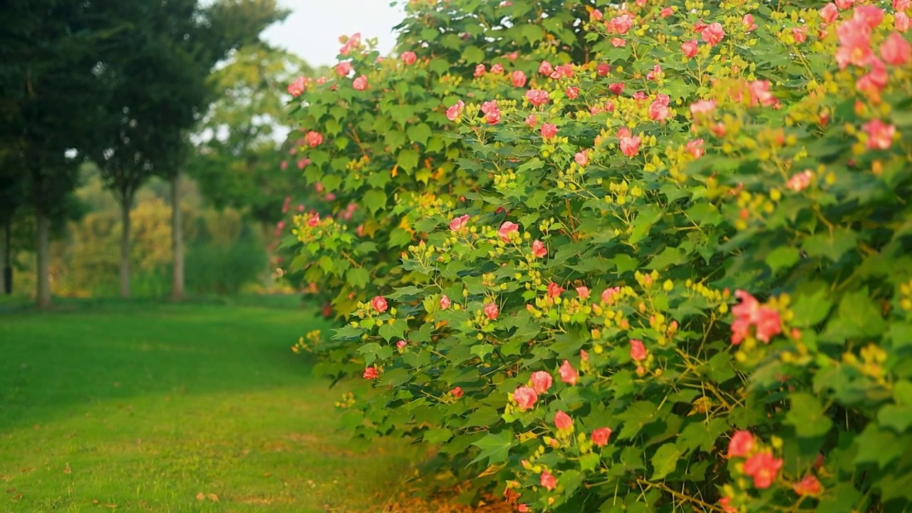 公园路边的成排的木芙蓉花墙视频素材