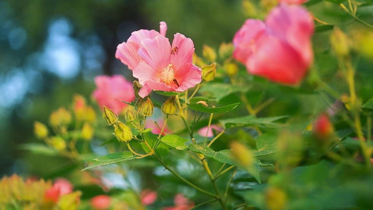 木芙蓉花丛花朵视频素材