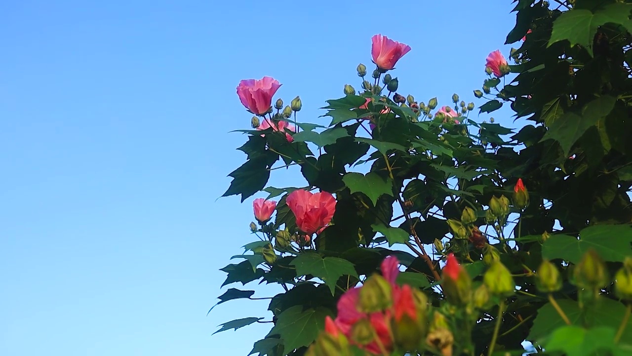 天空下的木芙蓉视频素材