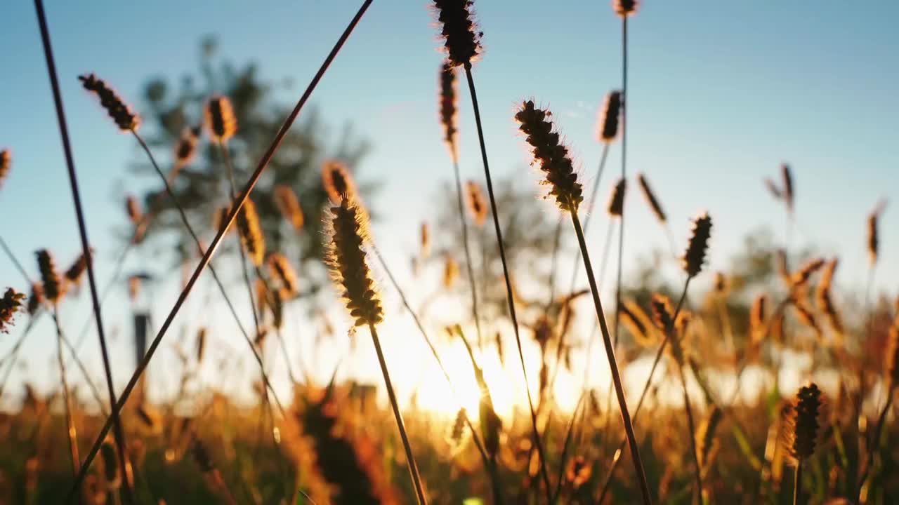 秋天逆光狗尾草空镜（合集）视频下载