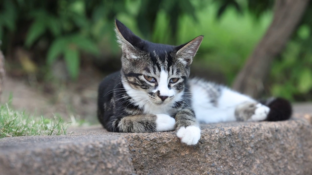 小猫睁开眼睛视频素材