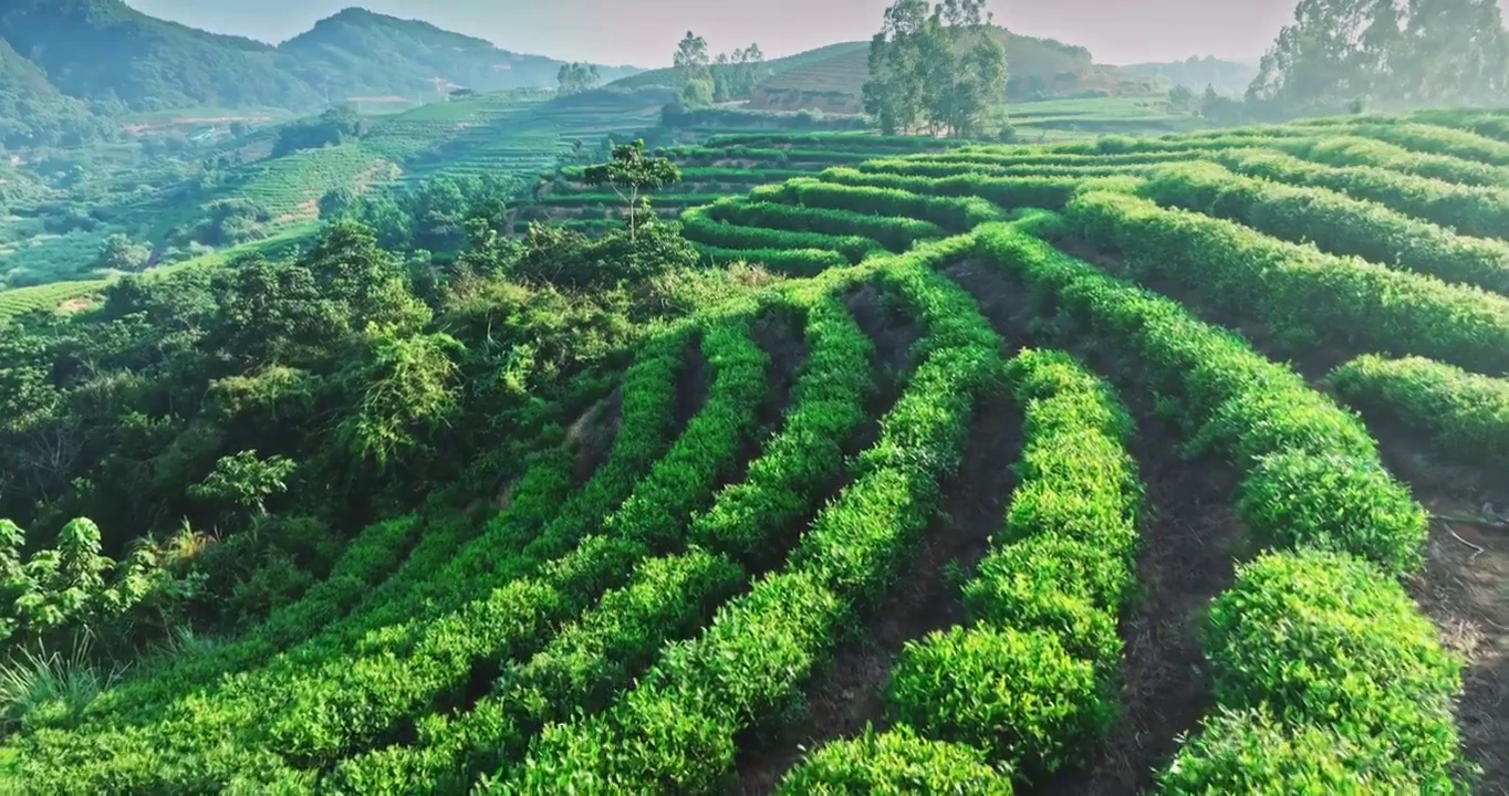 航拍 福建 茶园 茶叶 茶山 茶场视频下载