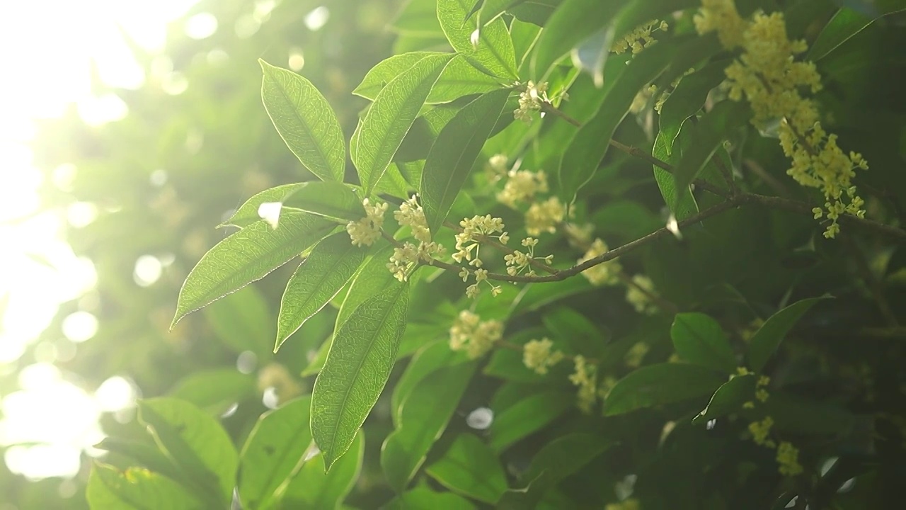 阳光照耀下的桂花枝叶视频素材