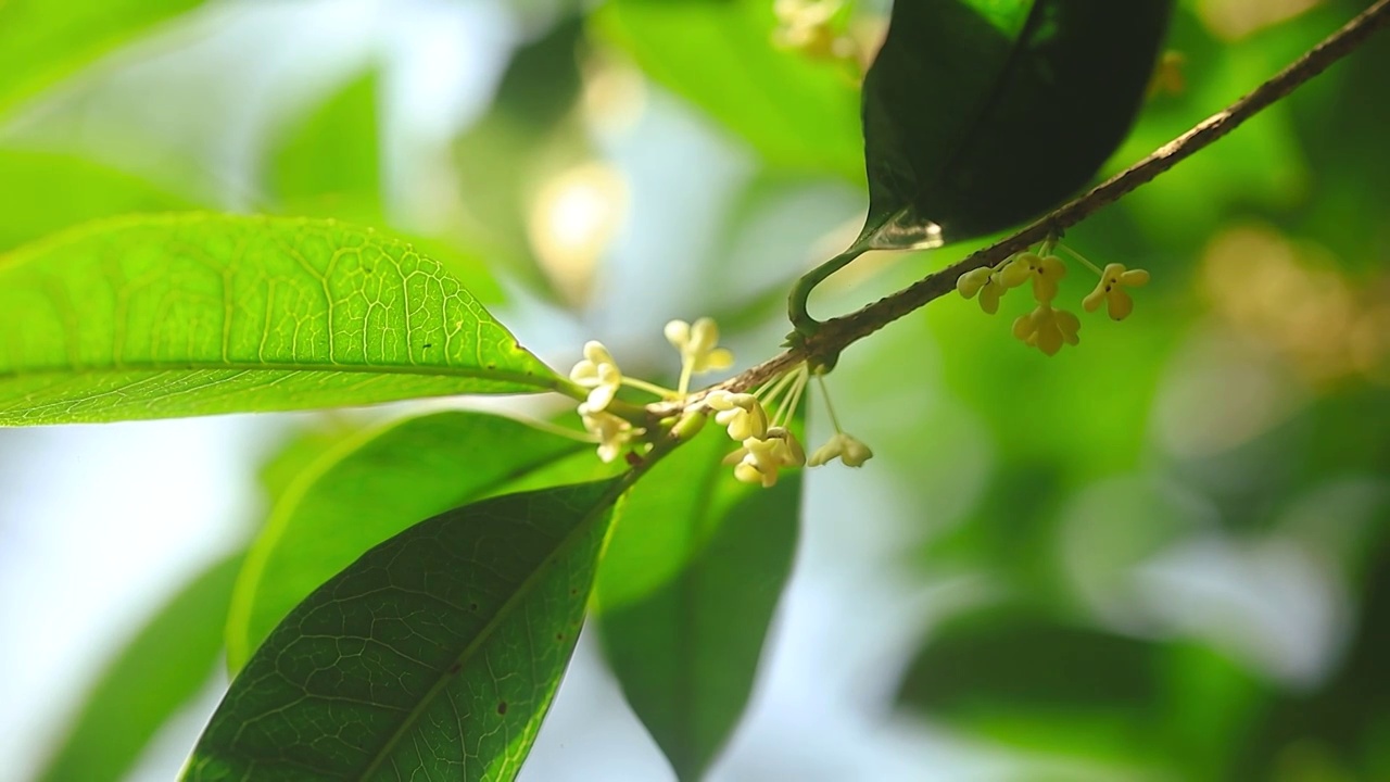 阳光下的桂花花朵视频素材