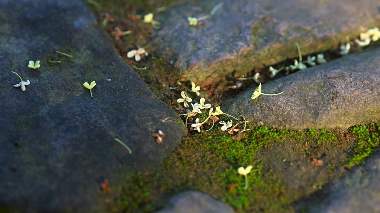 凋落在地面上面的桂花花朵视频素材