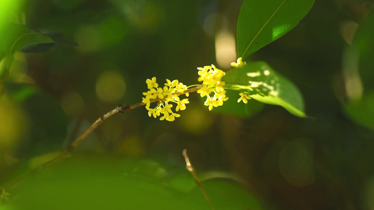 阳光照射在桂花花朵上视频素材