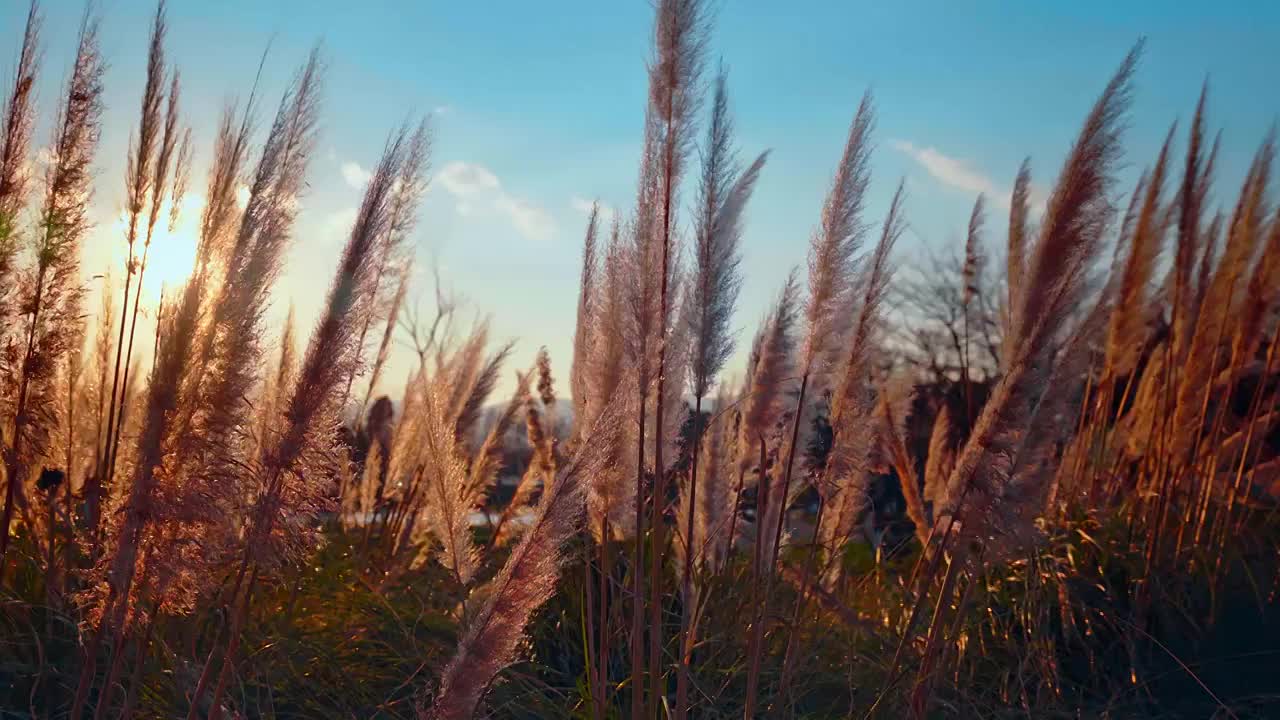 秋天随风摇曳的芦苇花视频素材