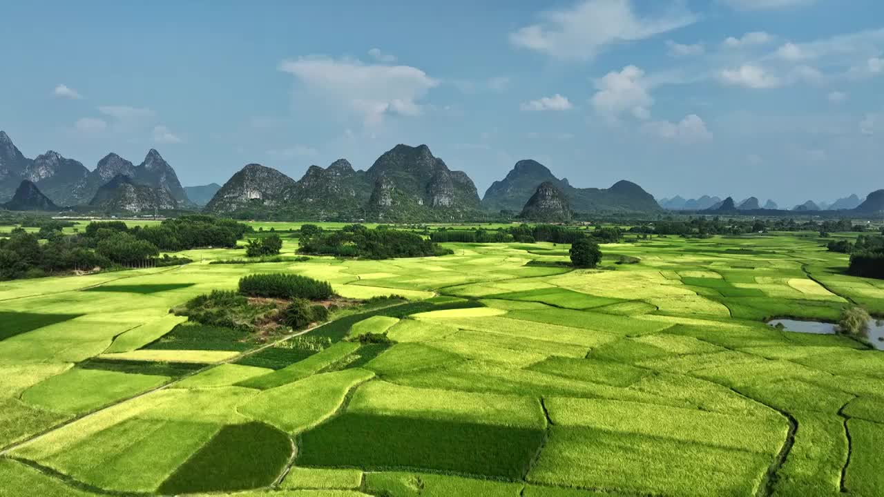 蓝天白云阳光下航拍桂林山边河流两旁金黄色的稻田视频素材