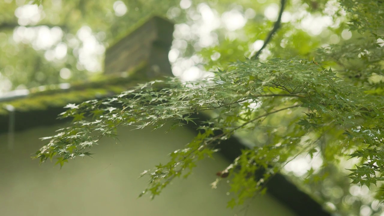 入秋后园林建筑边的树叶山雨水滴落在上面1视频素材