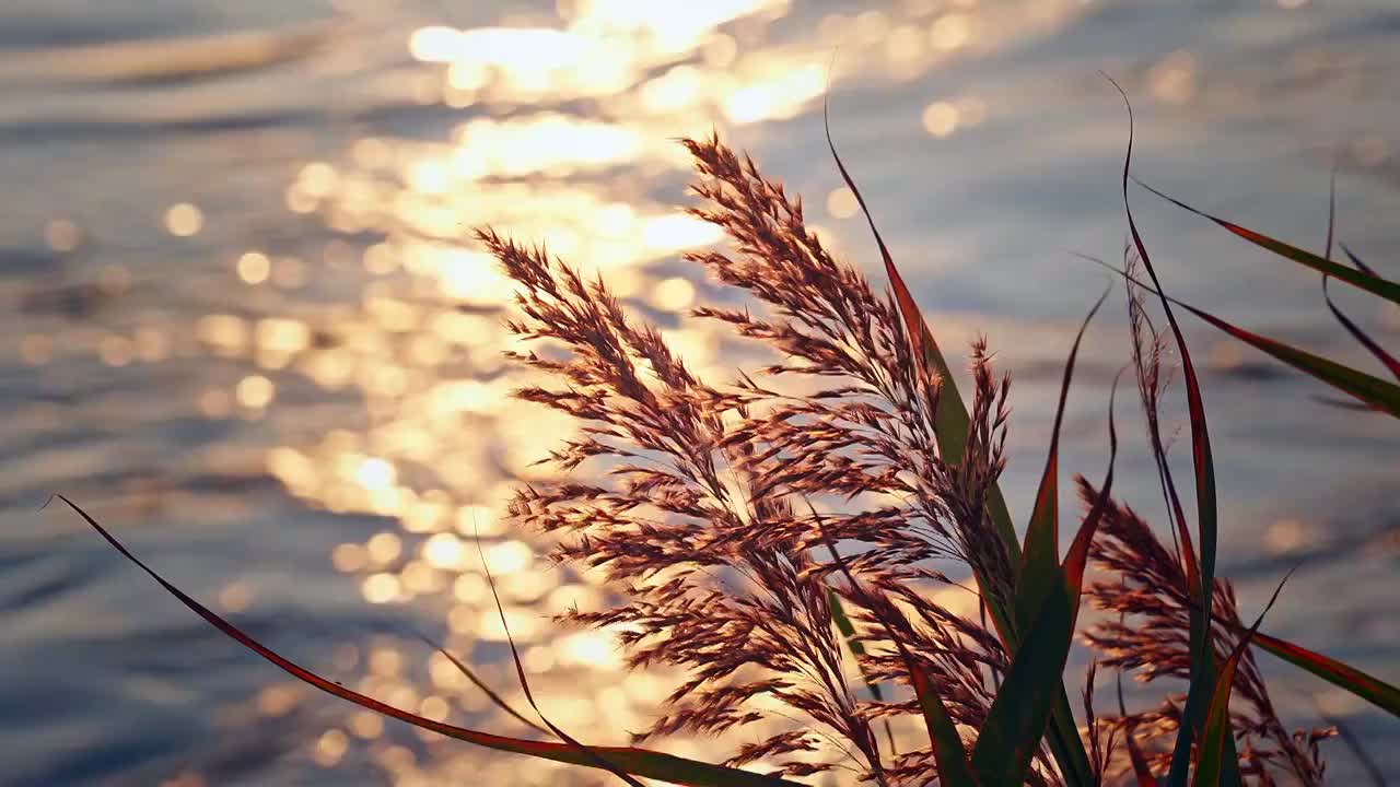 秋天水边的芦苇花视频素材