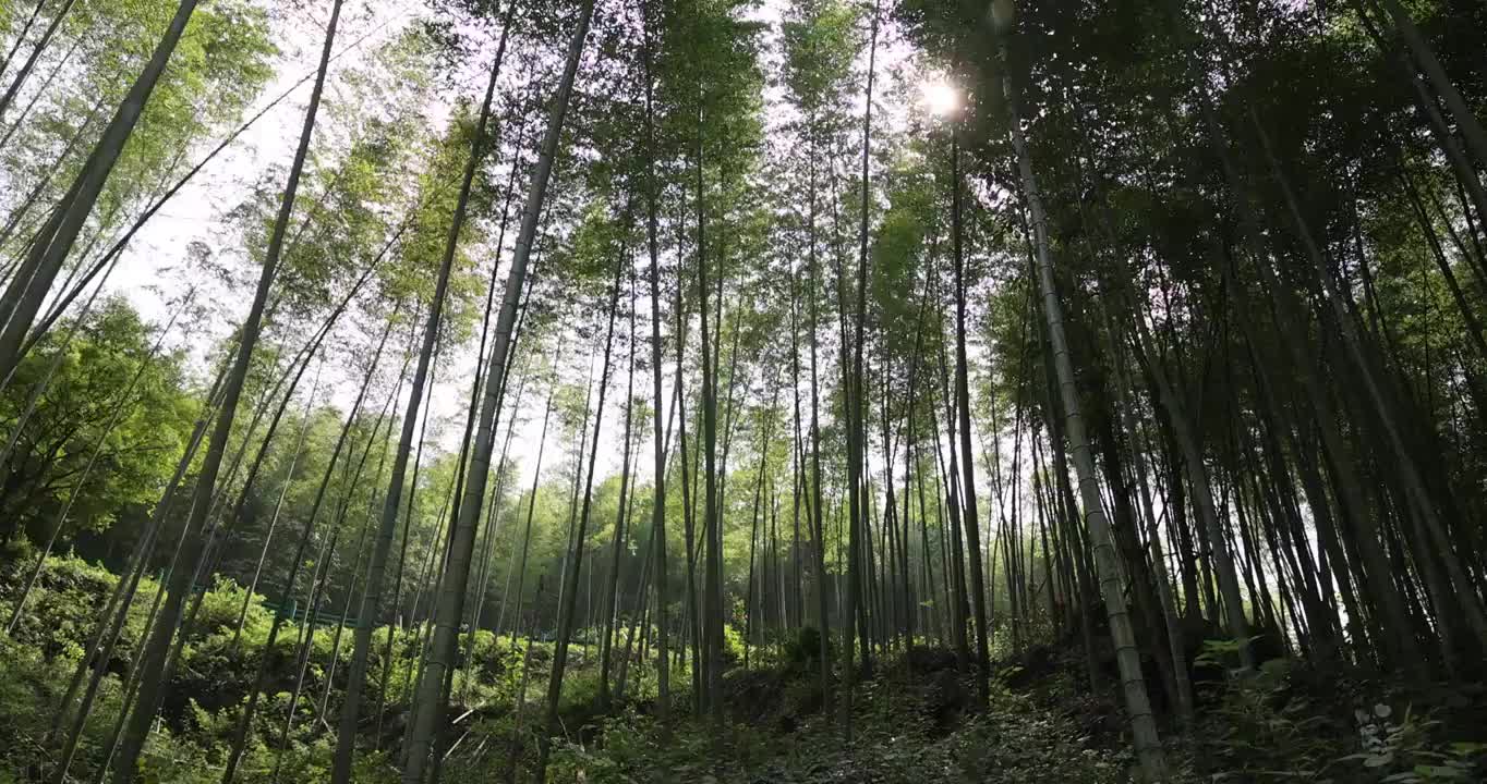 阳光下的竹林视频素材