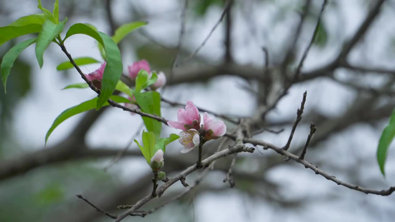 农村田间的桃花树视频素材