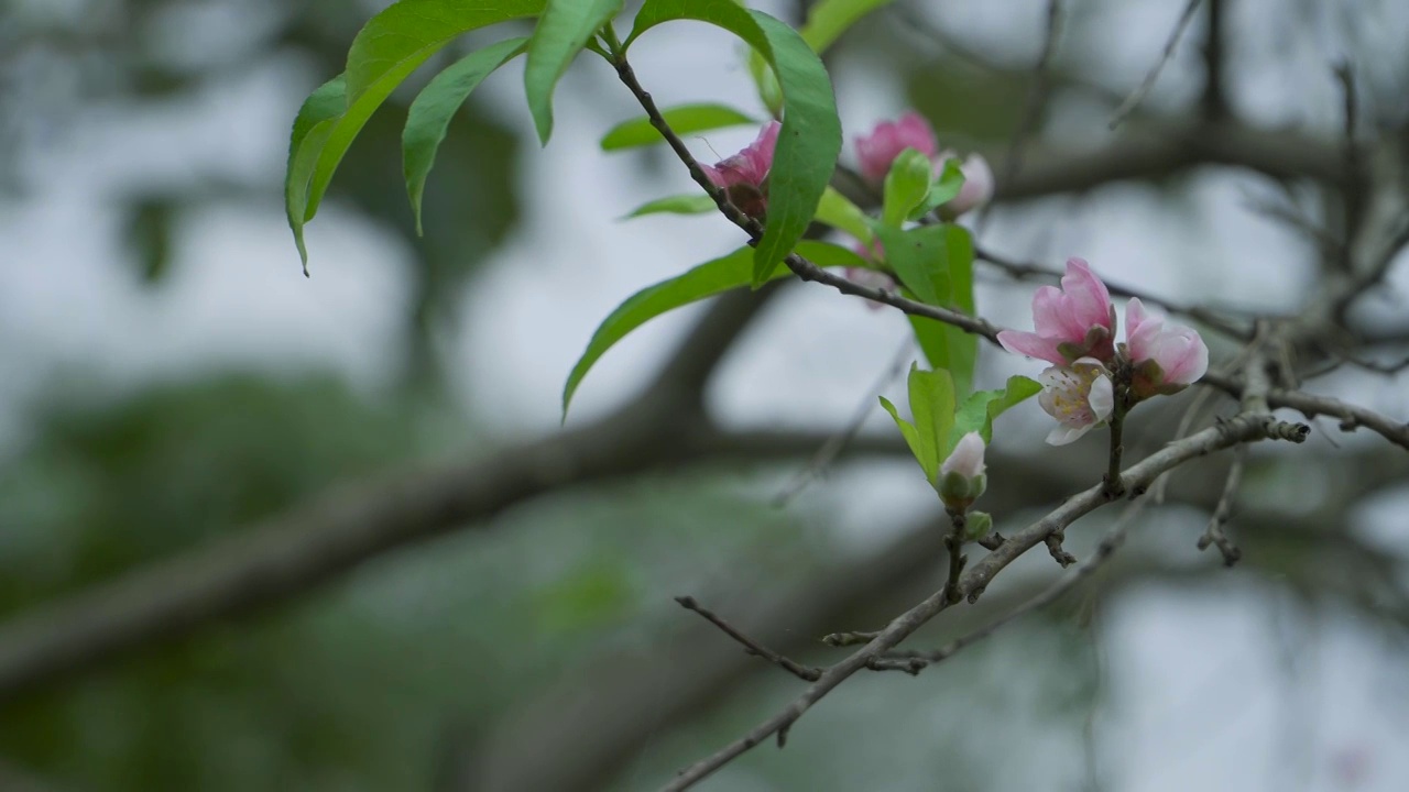 农村田间的桃花树视频素材