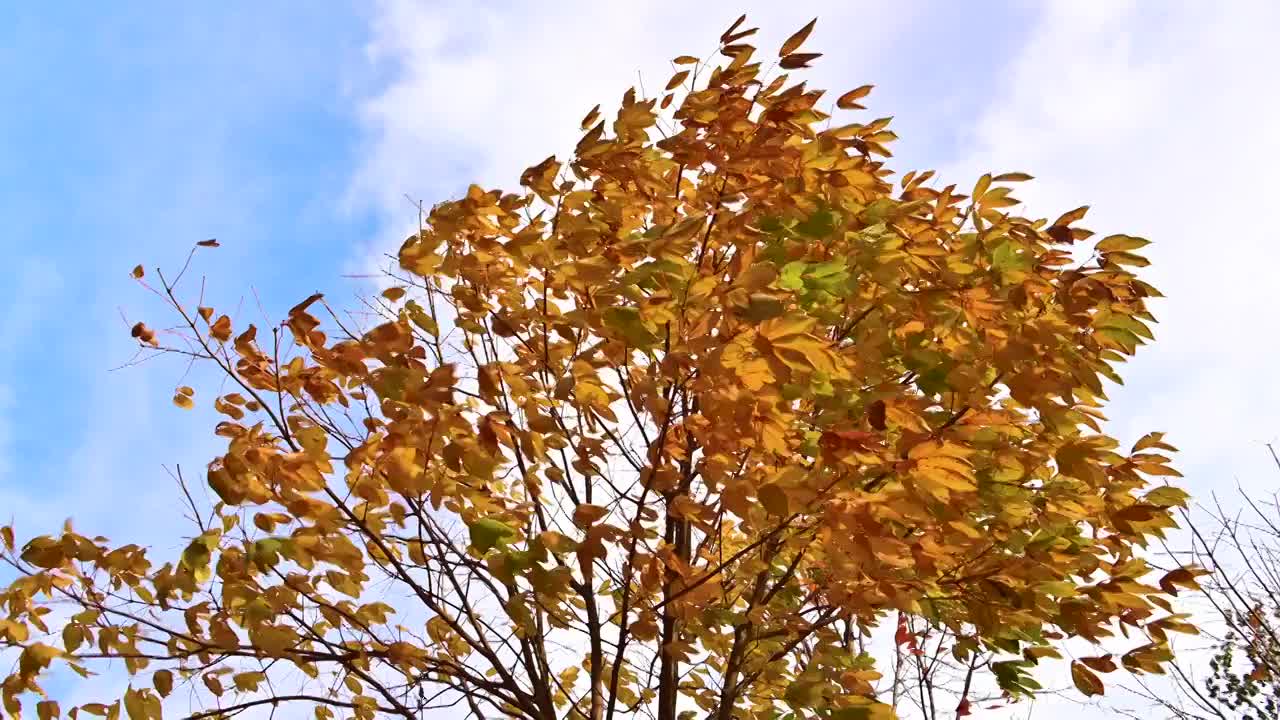 北京秋天风吹飘动的黄色红叶五彩树叶视频素材