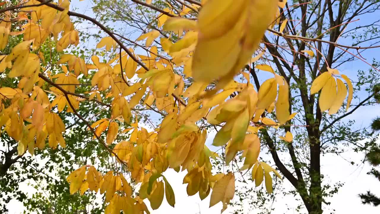 北京秋天风吹飘动的黄色红叶五彩树叶视频素材