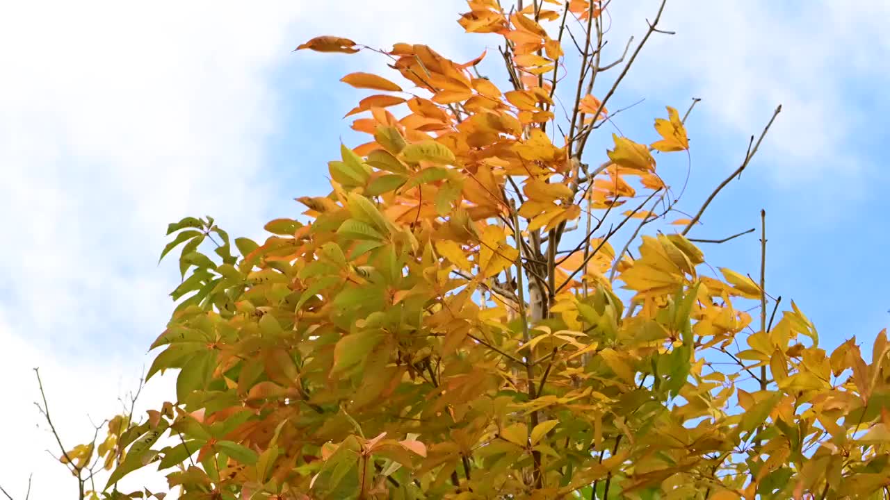 北京秋天风吹飘动的黄色红叶五彩树叶视频素材