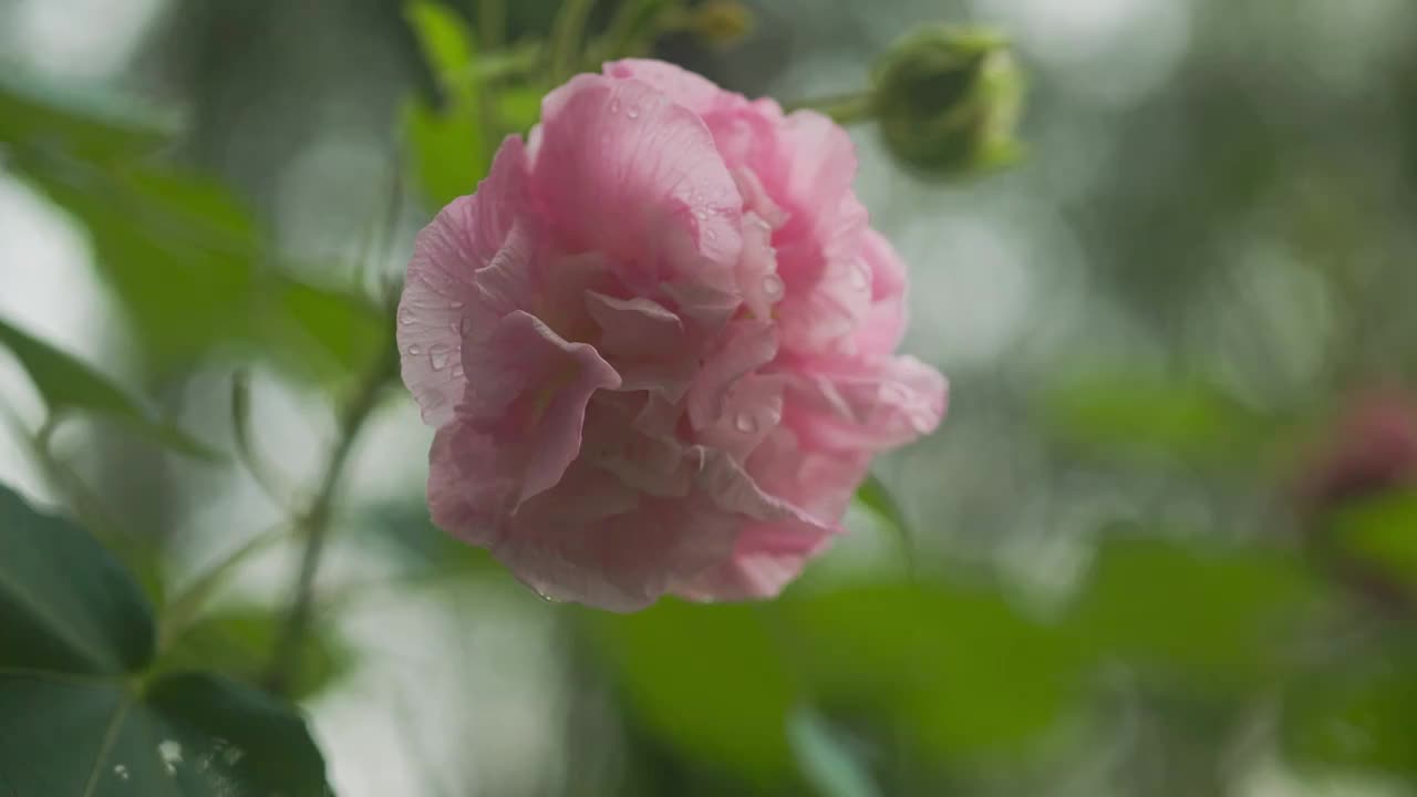 清晨沾满露珠的木芙蓉花朵视频素材