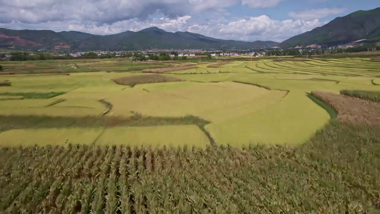 大理沙溪麦田视频素材