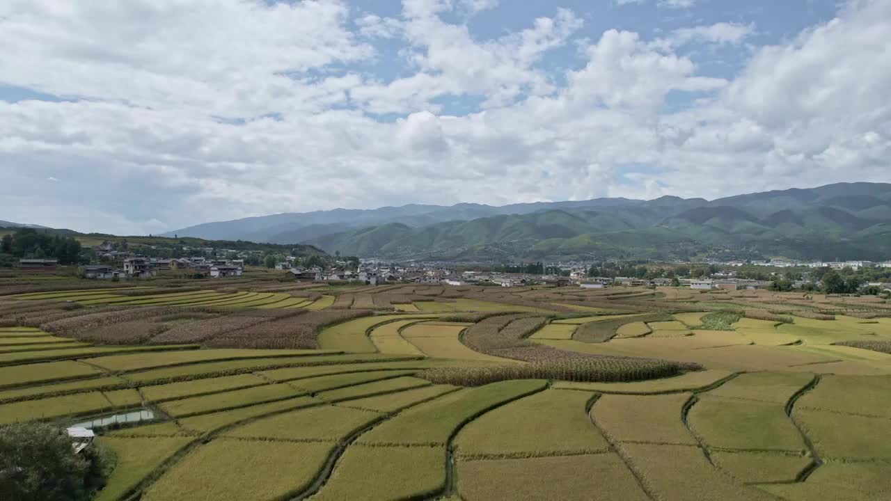 大理沙溪麦田视频下载