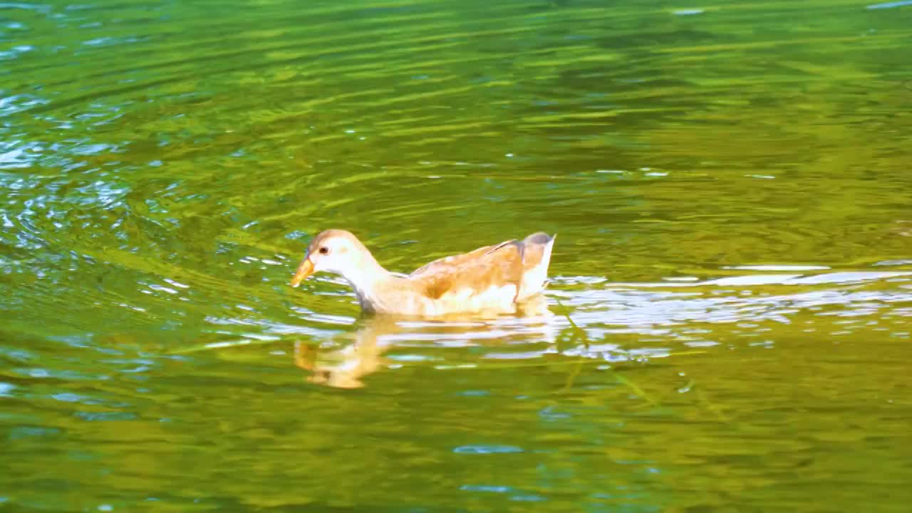 黑水鸡的亚成鸟在野外池塘湖泊湿地公园里游泳觅食红骨顶殃鸡中型涉禽红冠水鸡涉禽类水鸟野外自然生态物种视频素材