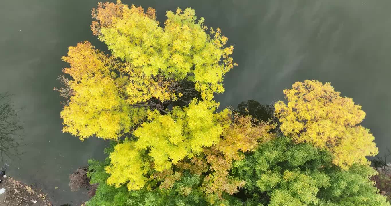 北京昌平新城滨河森林公园秋天航拍视频素材