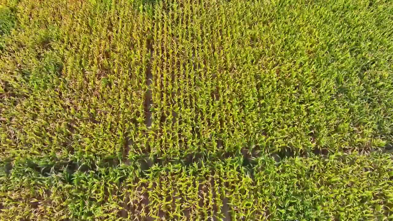 丰收的原野2视频素材