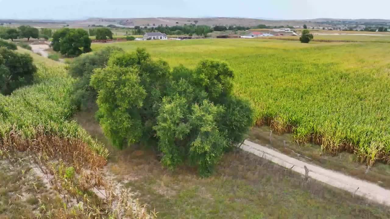 丰收的原野5视频下载