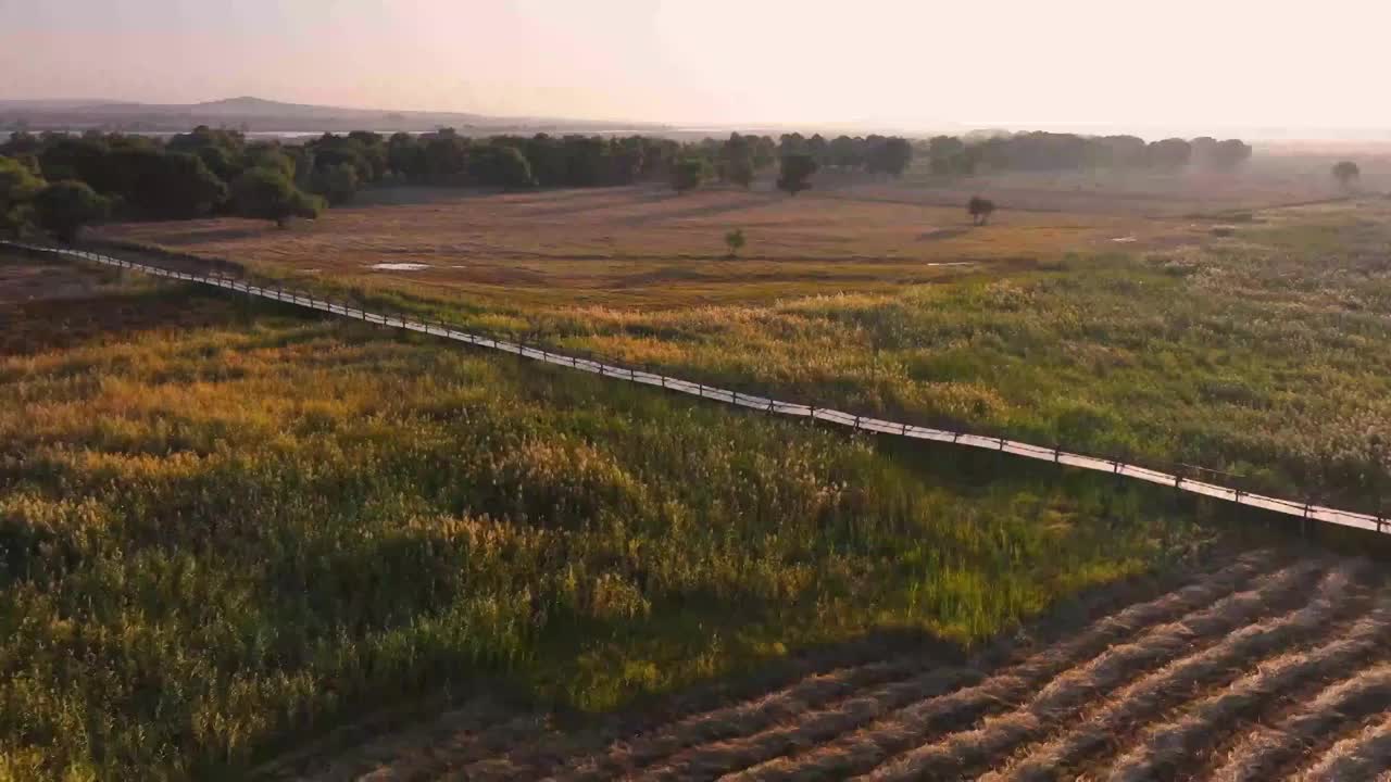 航拍草原柳林晨曦视频素材