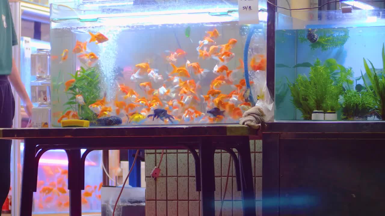 夜晚市场水族店鱼缸灯火照亮街道各式各样的热带鱼自由自在地游弋颜色丰富多彩充满生机活力与人间烟火的气息视频素材