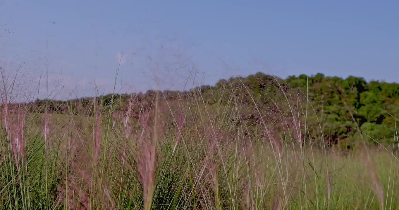 粉黛在风中摇曳视频素材