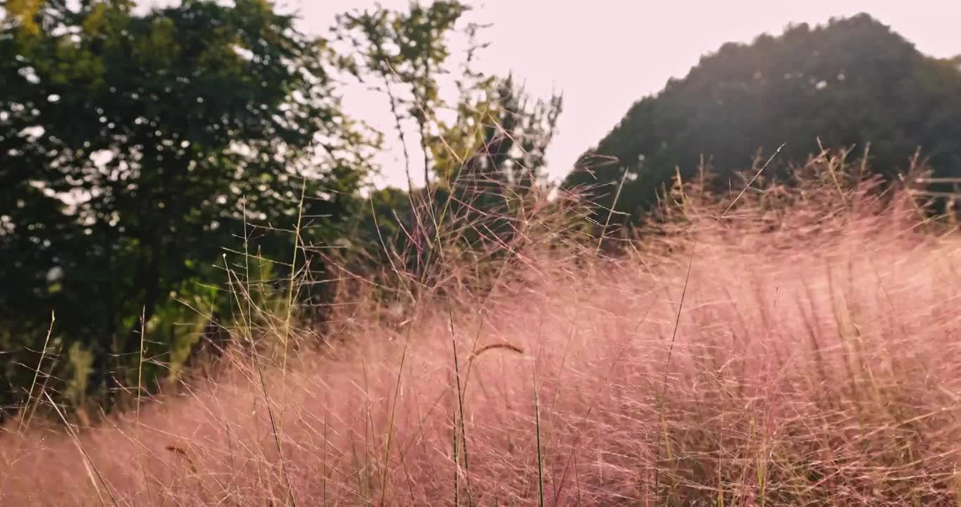 粉黛在风中摇曳视频素材