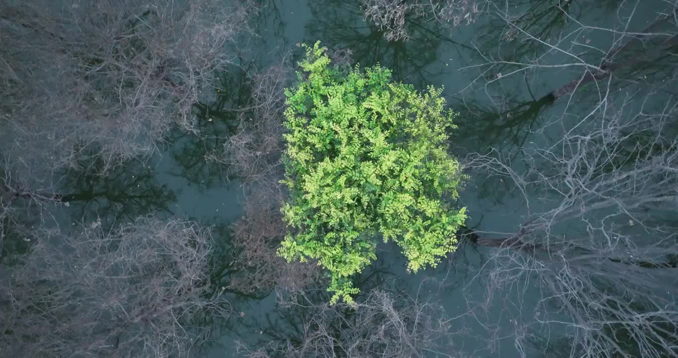 北京昌平新城滨河森林公园秋天航拍视频素材