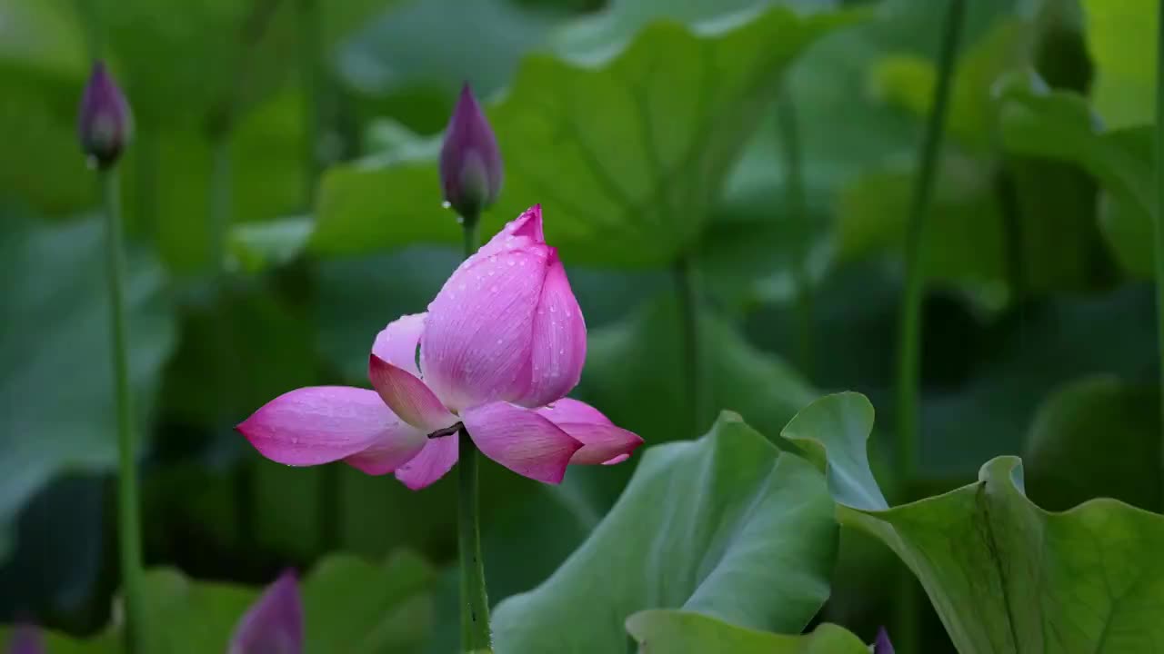 雨中荷塘中的鸟，白头翁视频素材