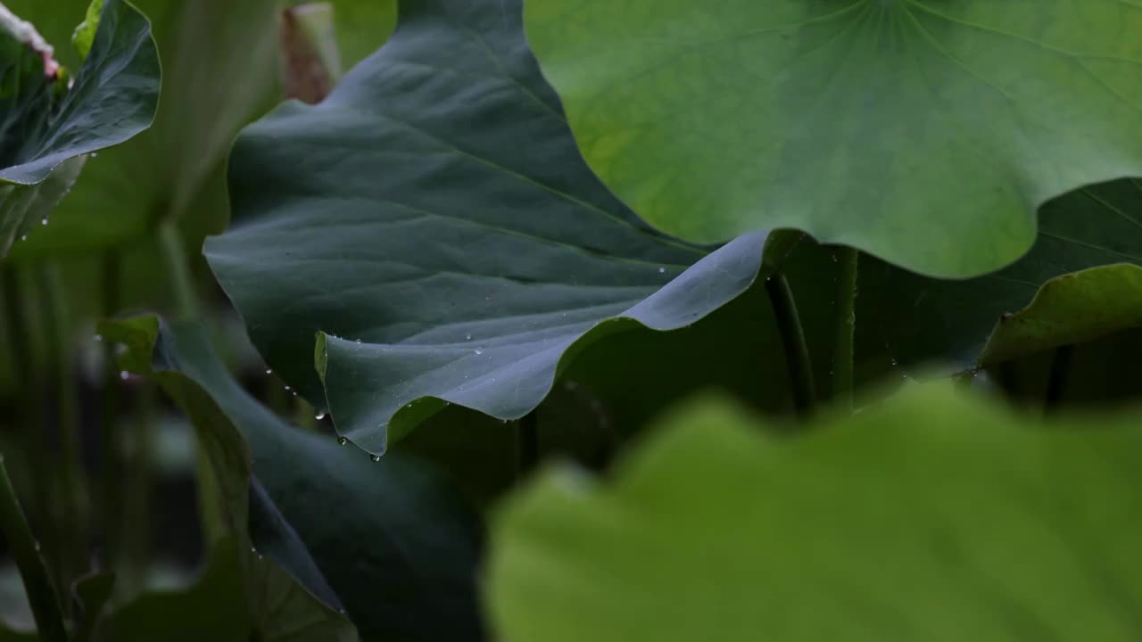 雨中荷花，大珠小珠落玉盘视频素材