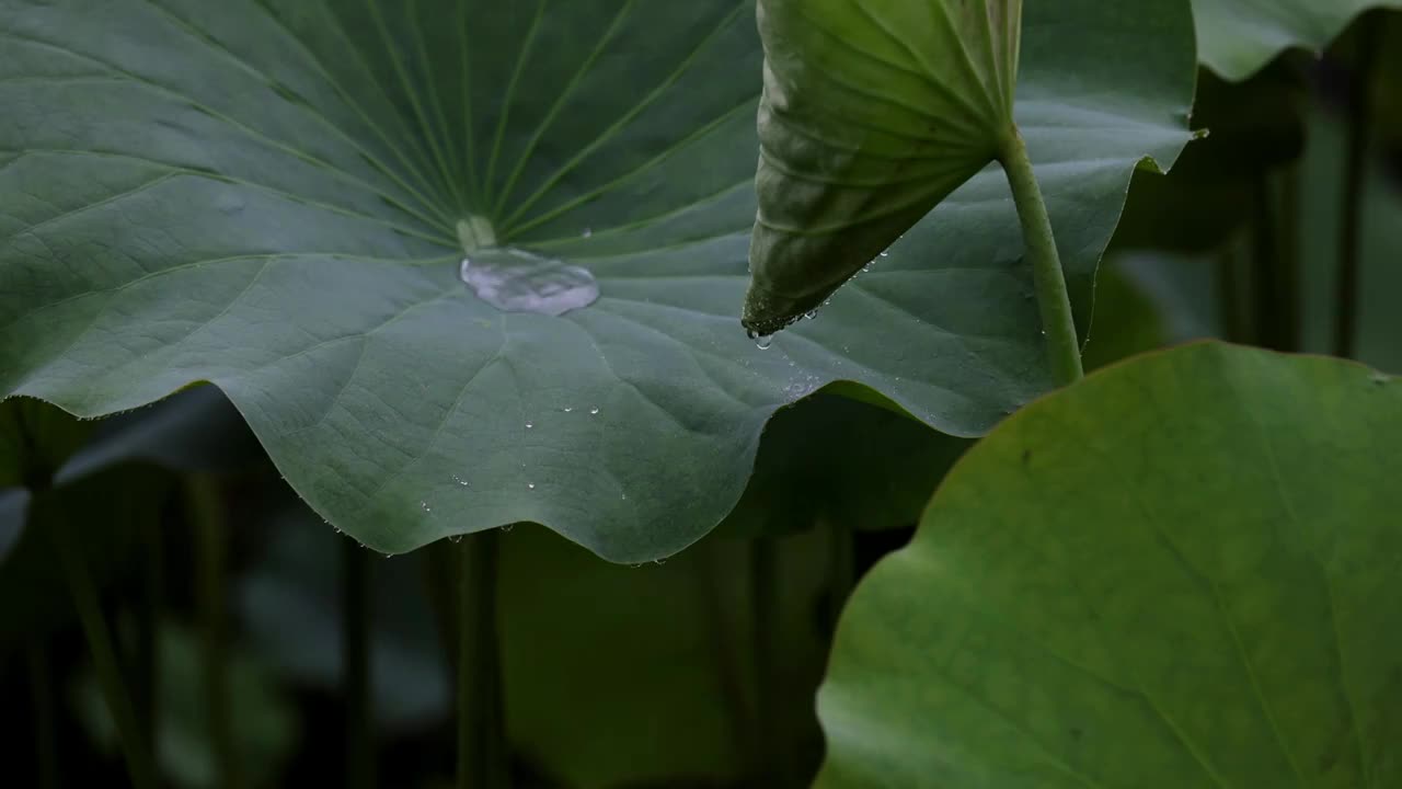 雨中荷花，大珠小珠落玉盘视频素材