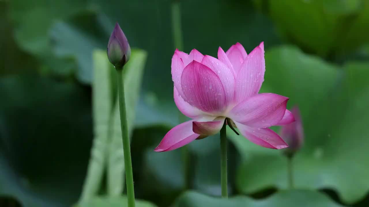 雨中荷花，大珠小珠落玉盘视频素材