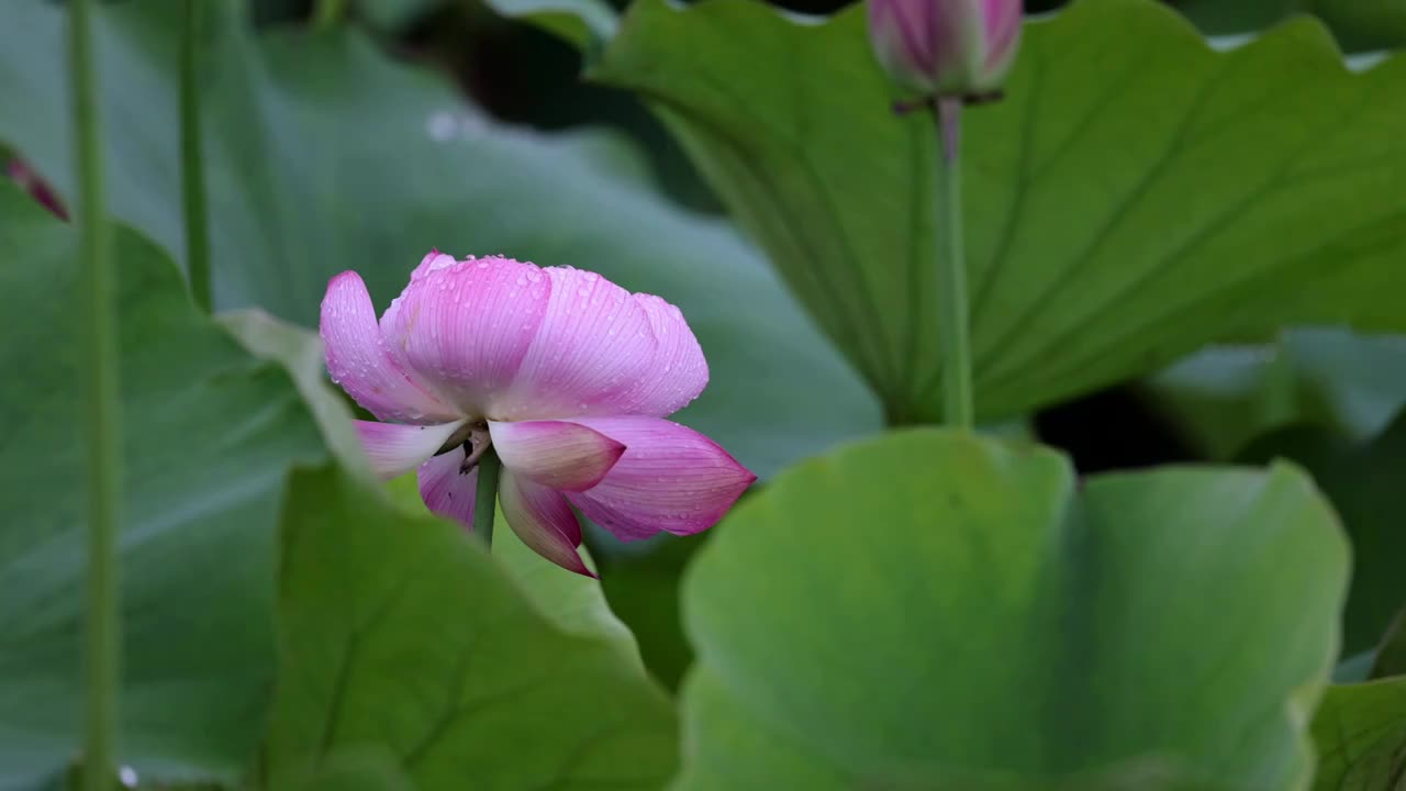 雨中荷花，大珠小珠落玉盘视频素材