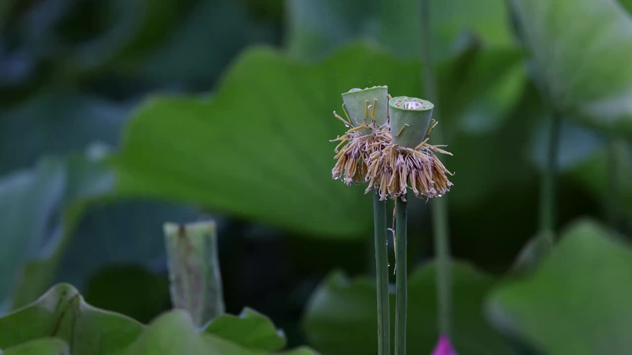 雨中荷花，大珠小珠落玉盘视频素材