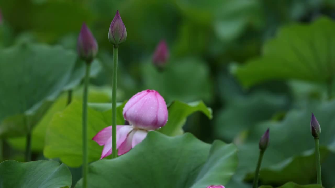 雨中荷花，大珠小珠落玉盘视频素材