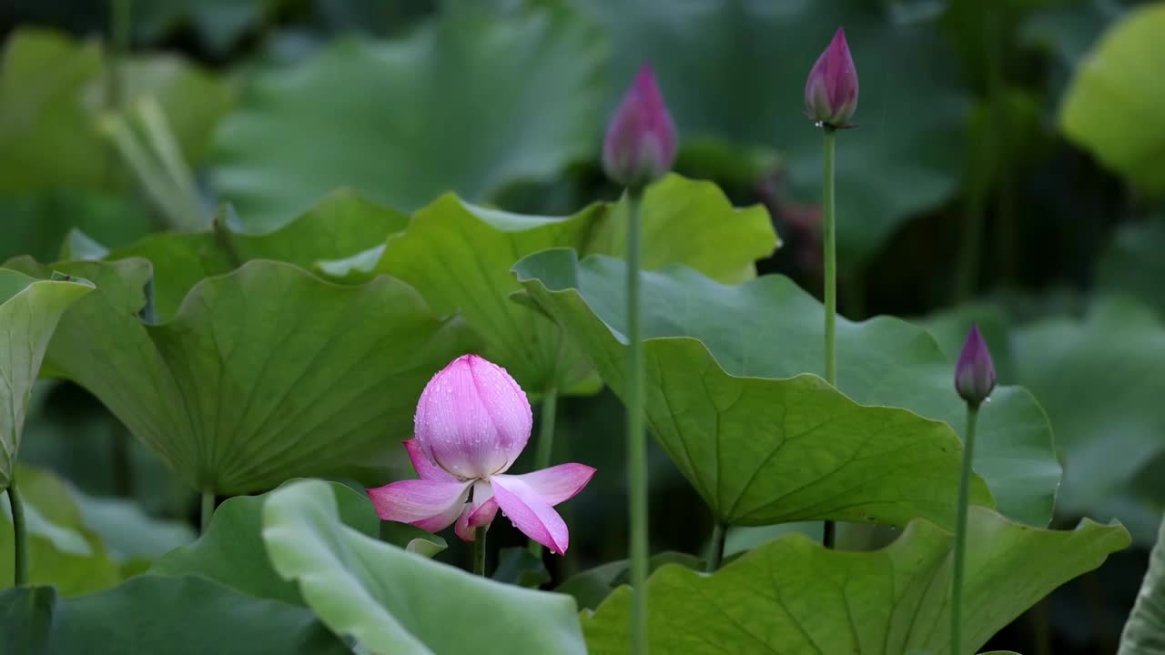 雨中荷花，大珠小珠落玉盘视频素材