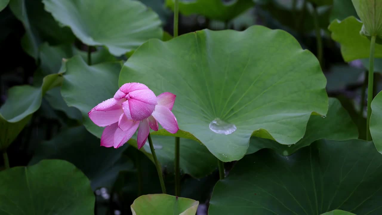 雨中荷花，大珠小珠落玉盘视频素材