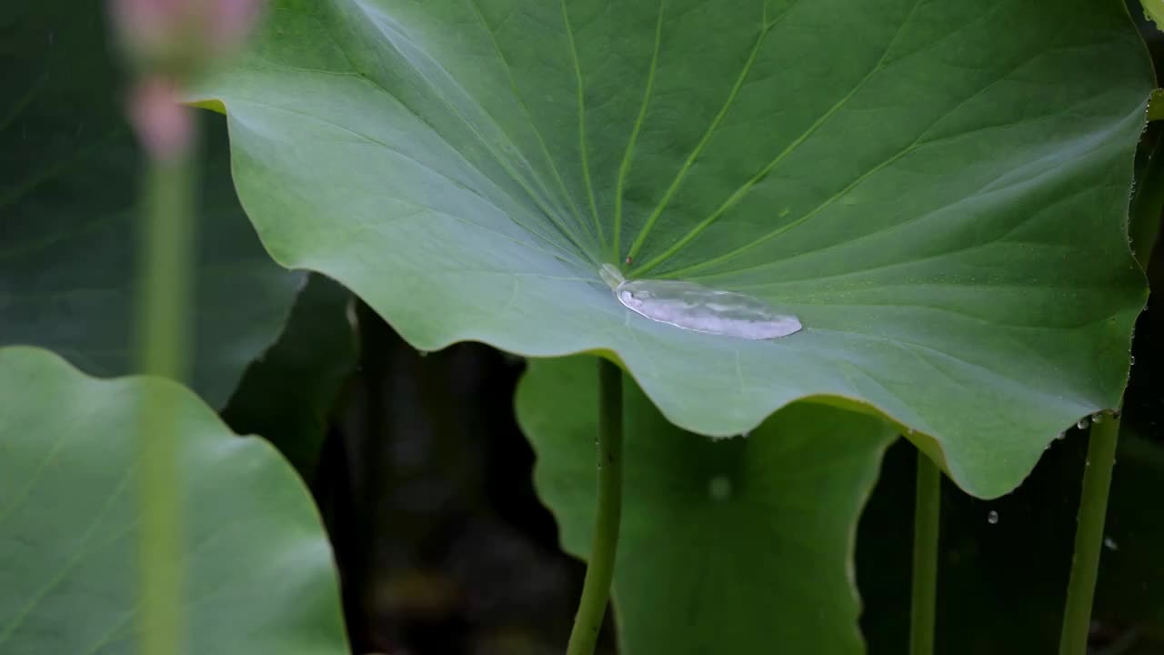 雨中荷花，大珠小珠落玉盘视频素材